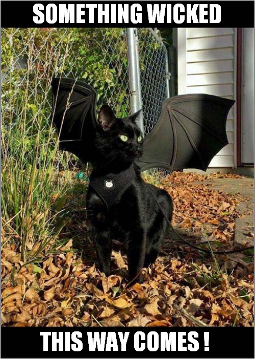 Cat Bat ! Imgflip
