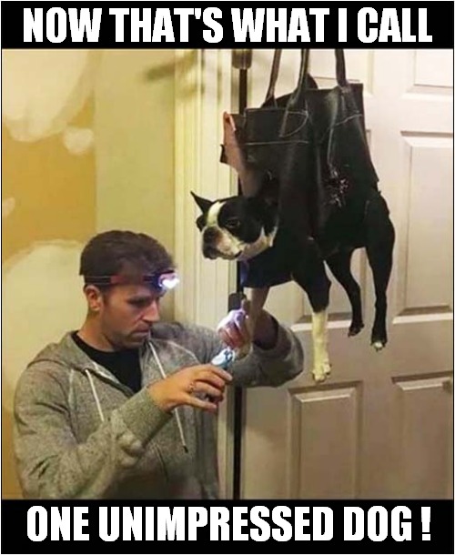 Oh, How Humiliating ! Imgflip