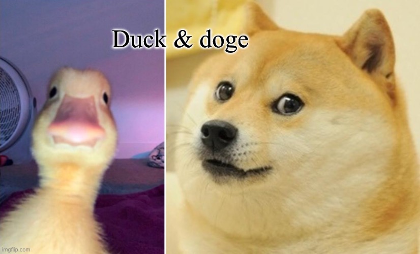 Duck & do(d)ge Imgflip