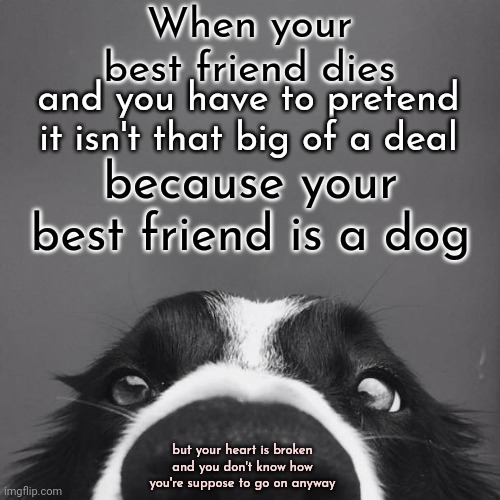 Why Do People Think The Love You Feel For Your Dog Isn't Supposed To