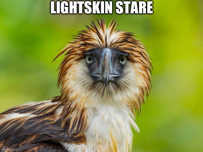 Lightskin Stare ( Philippine Eagle ) Imgflip
