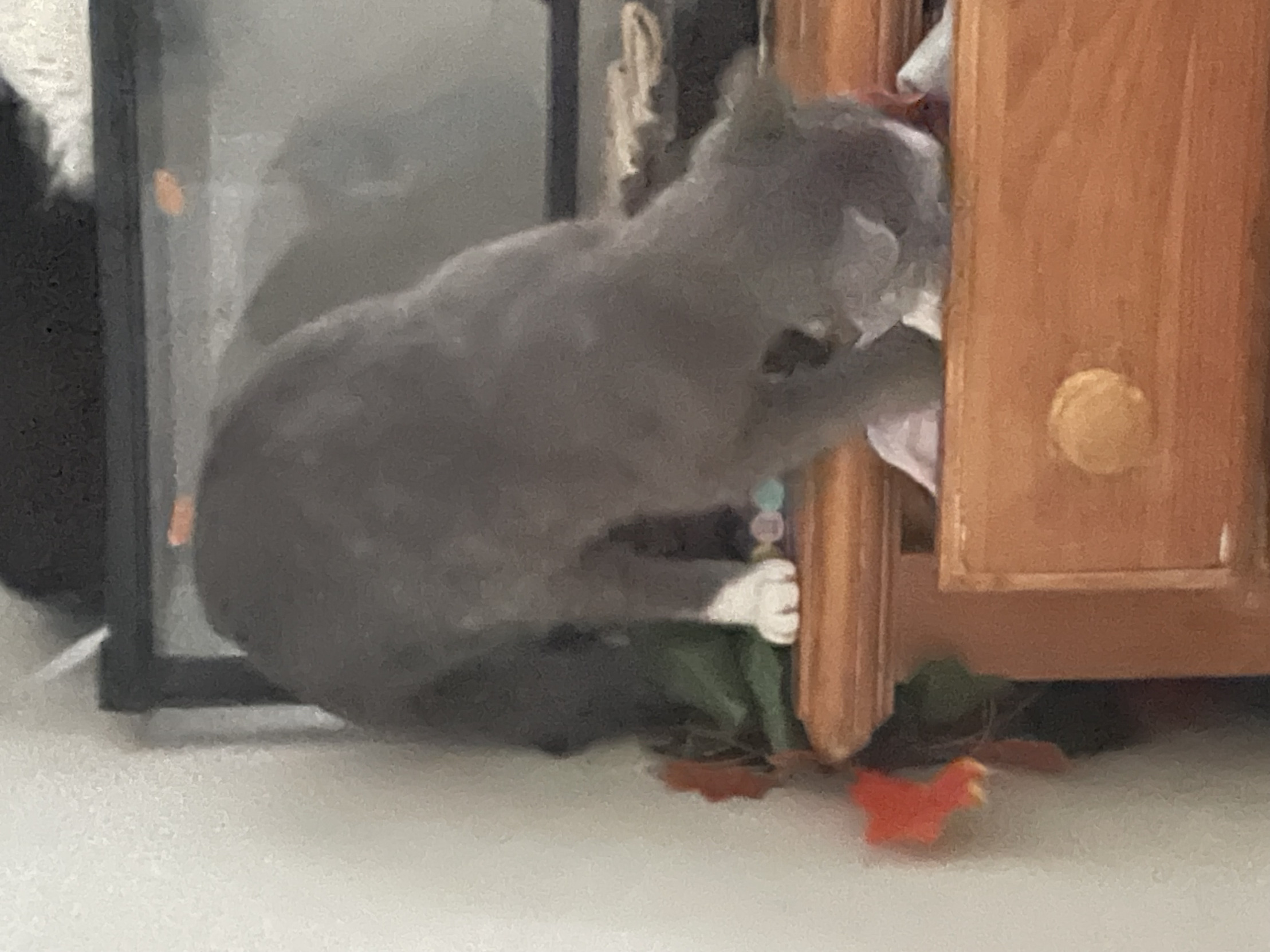 Cat Stealing Underwear Blank Template Imgflip