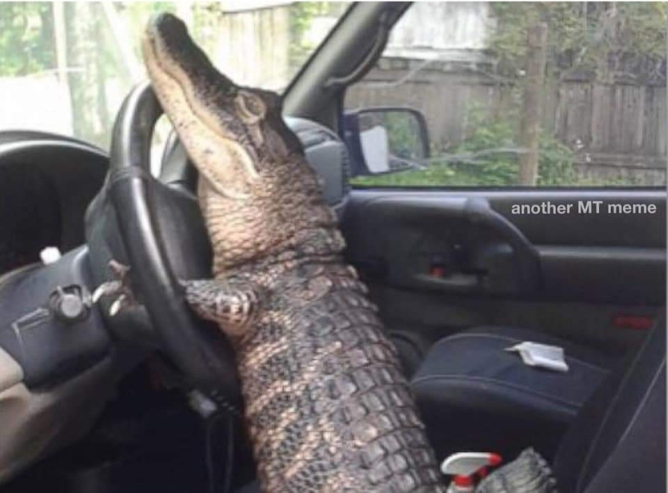 Alligator driving Blank Template Imgflip