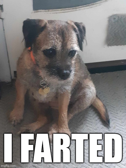 i farted dog Imgflip