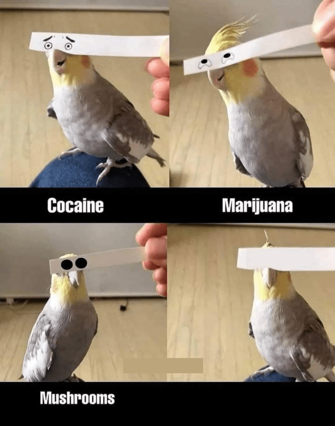 bird drugs Blank Template Imgflip