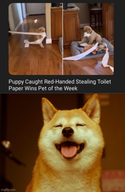 Puppy toilet paper thief Imgflip