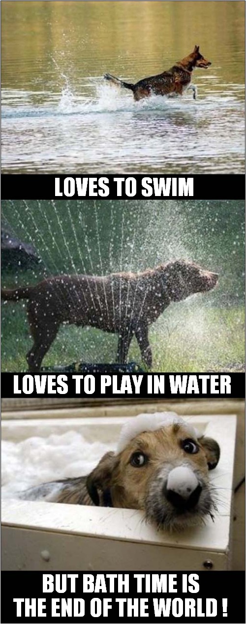 Dogs And Water ! Imgflip