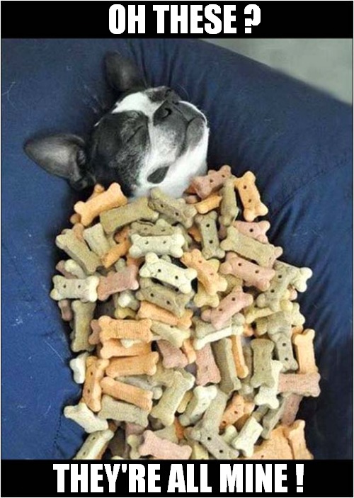 That's A Lot Of Dog Biscuits Imgflip