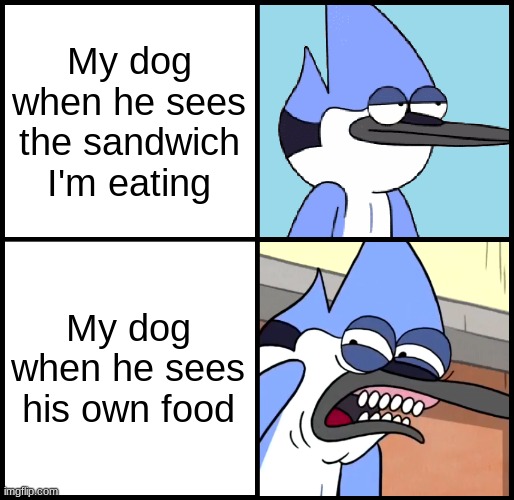 This probably goes for most dogs Imgflip