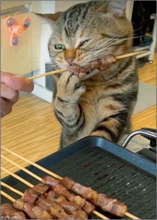 Cat Just Loves Kebabs ! Imgflip