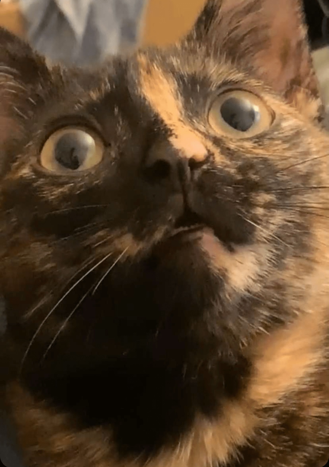 Shocked cat Blank Template Imgflip