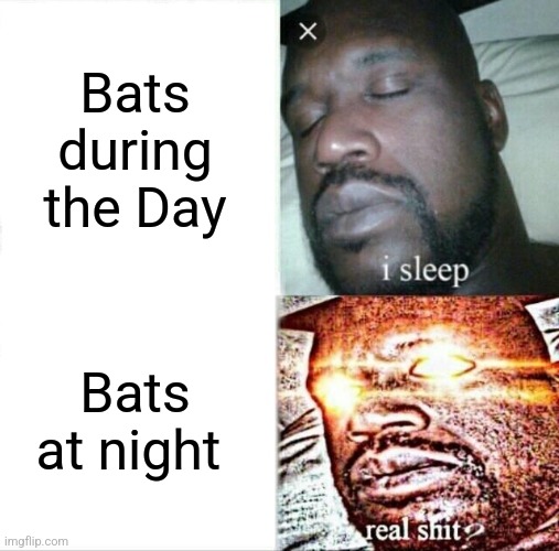 Bats Imgflip