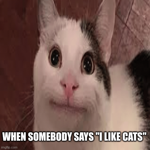 cats Imgflip