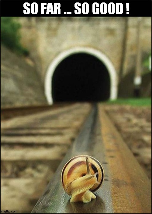 Snail Likes To Live Dangerously ! Imgflip