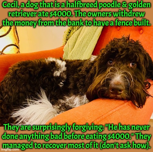 A bank employee said that it's not unusual for a dog to eat paper money