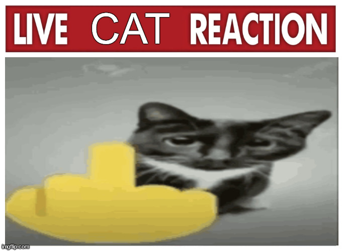 Live Cat Reaction Imgflip