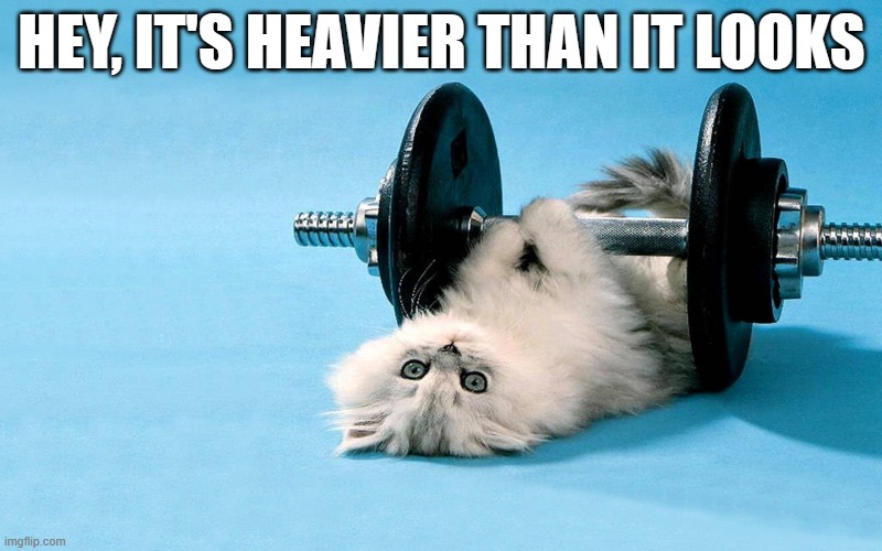 meme by Brad kitten cat lifting weights Imgflip