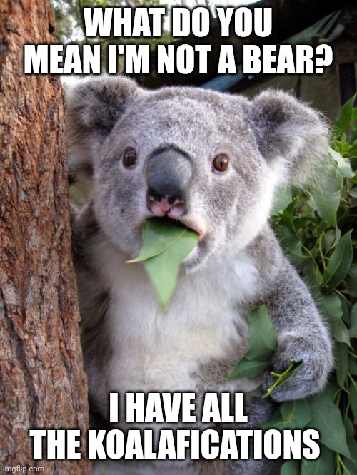 shocked koala Imgflip