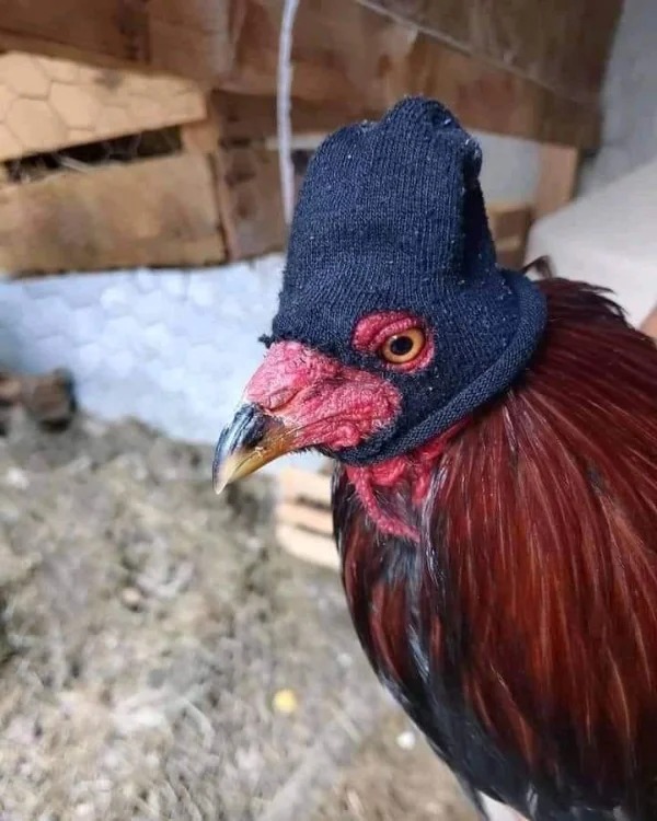 Balaclava chicken Blank Template Imgflip