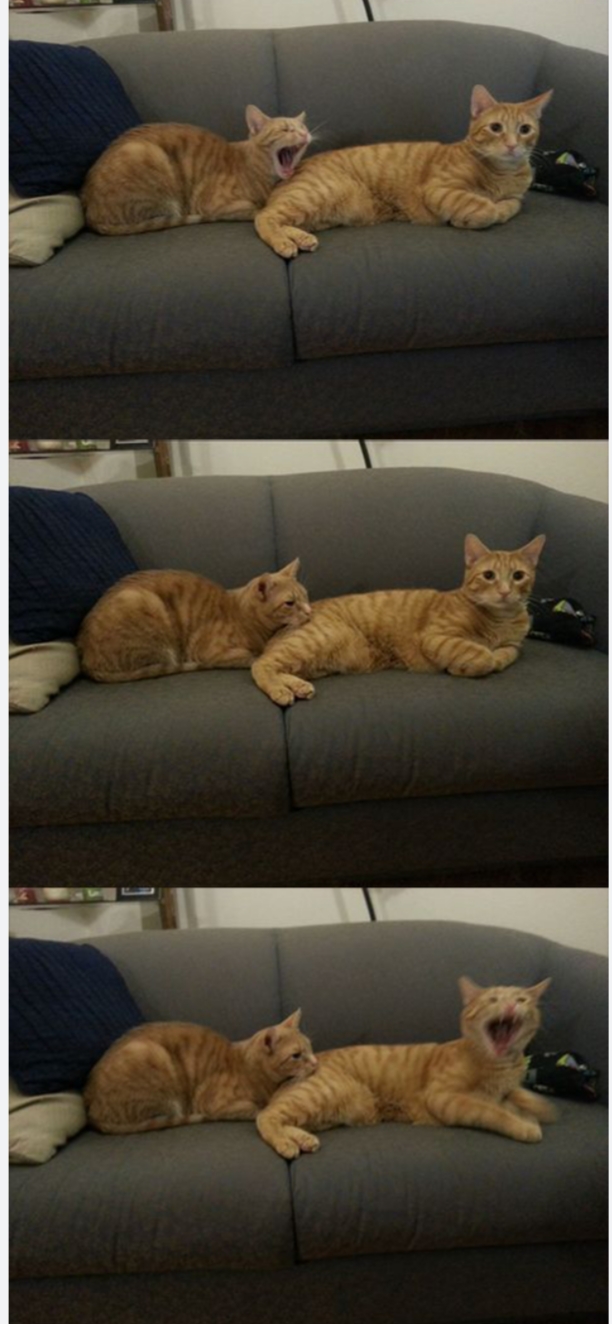 Cat biting cat (three panel edition) Blank Template Imgflip