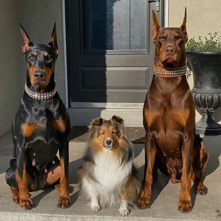 Doberman bodyguard Blank Template Imgflip