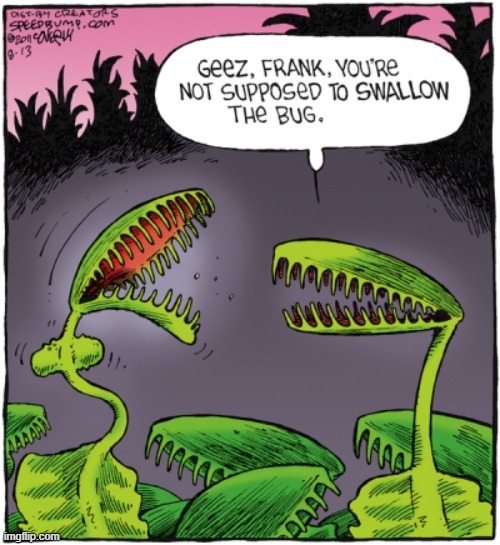 A Plant that Eats What Bugs Them Imgflip