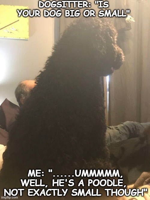 Bear Imgflip