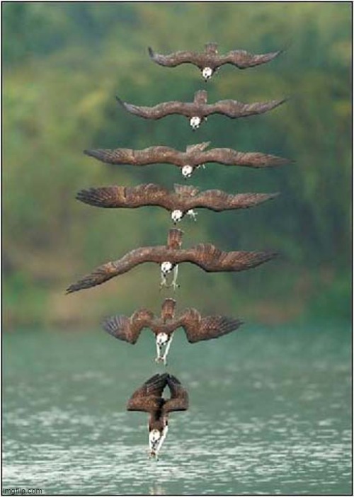 Synchronized Osprey Diving Team ! Imgflip