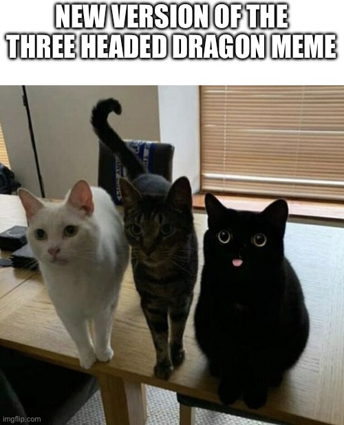 three cats Imgflip