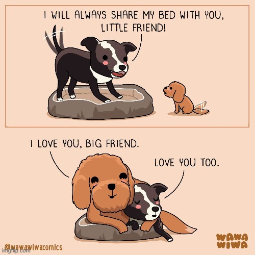 Image tagged in dogs,bed,friends,aww Imgflip
