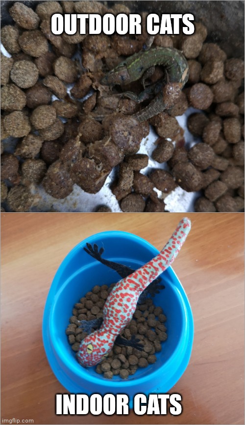 Outdoor VS indoor cats Imgflip