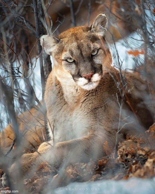 'Whatcha talkin bout Willis' Imgflip