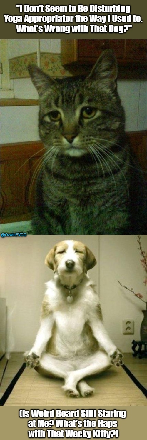 "One of Each Please!" vs Dogs vs Cats vs "I'm Allergic to Both!" Imgflip