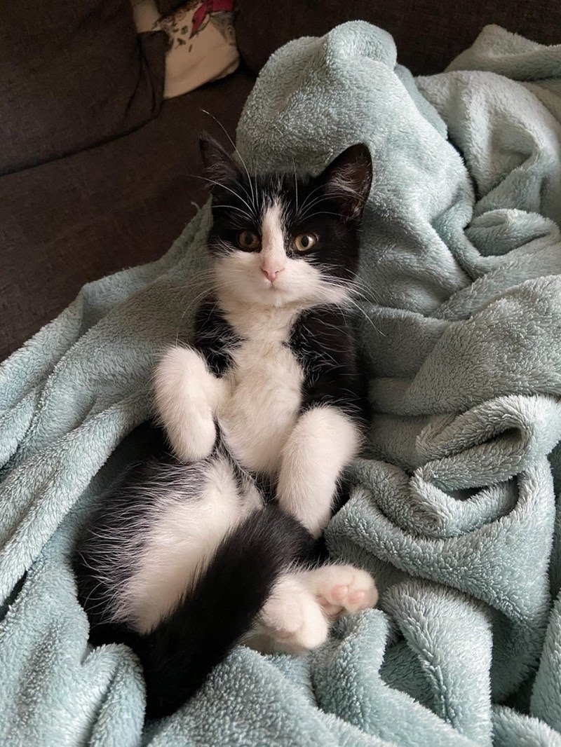 Cat snuggly kitten Blank Template Imgflip