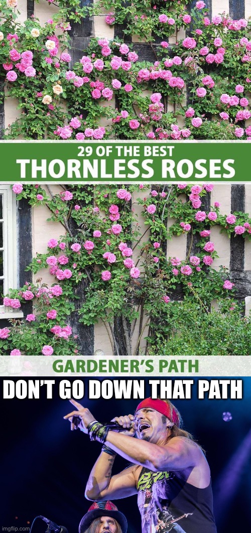 Thornless roses Imgflip
