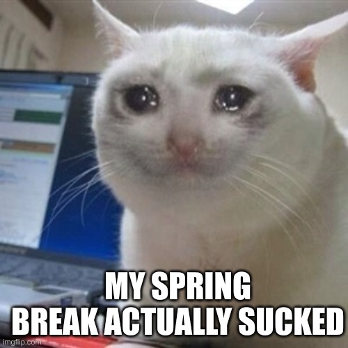 Crying cat Imgflip