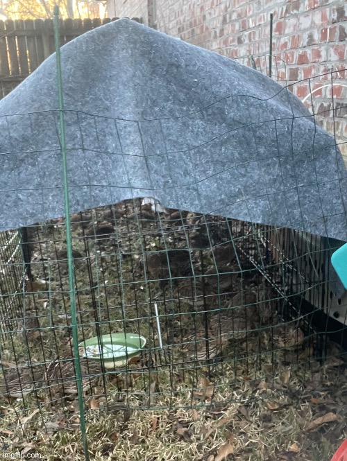 Feral pigeons for dog trainingBaton Rouge Outdoor Board