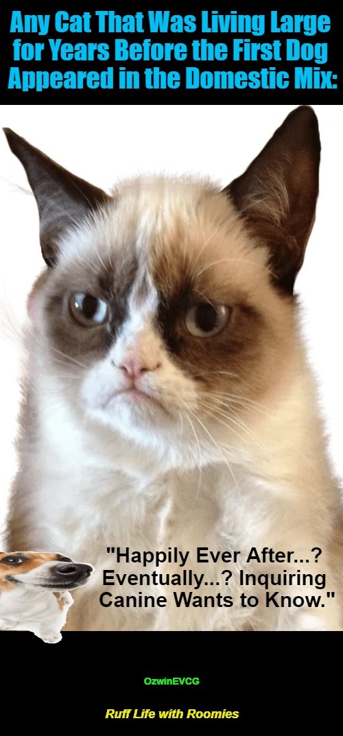 Ruff Life with Roomies Imgflip