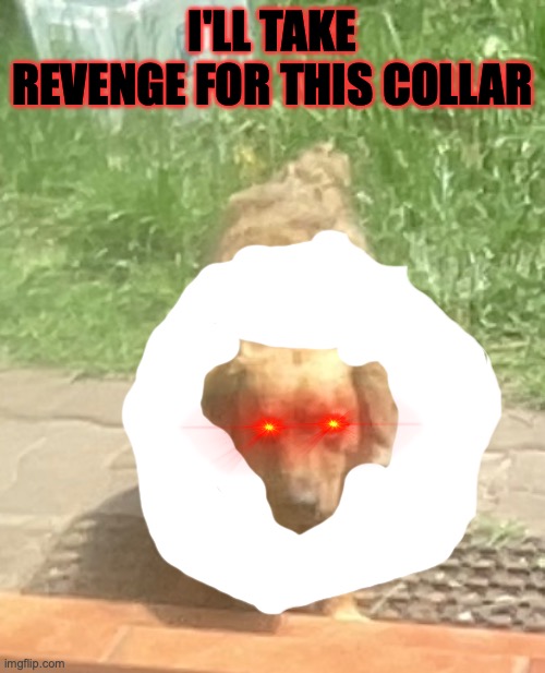 the worst collar of all Imgflip