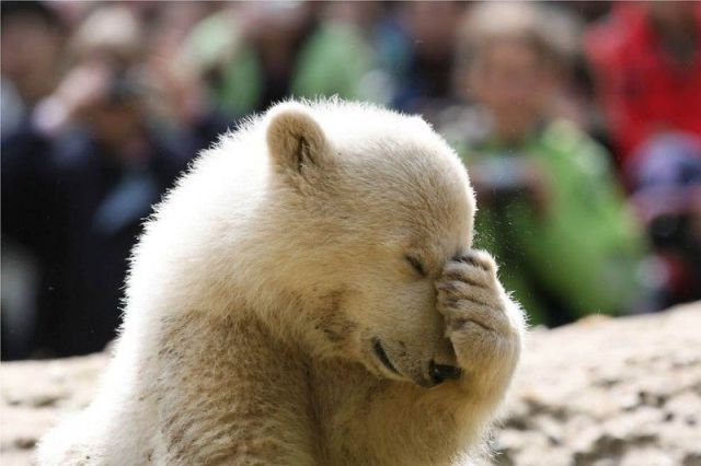 Image tagged in funny,animals Imgflip