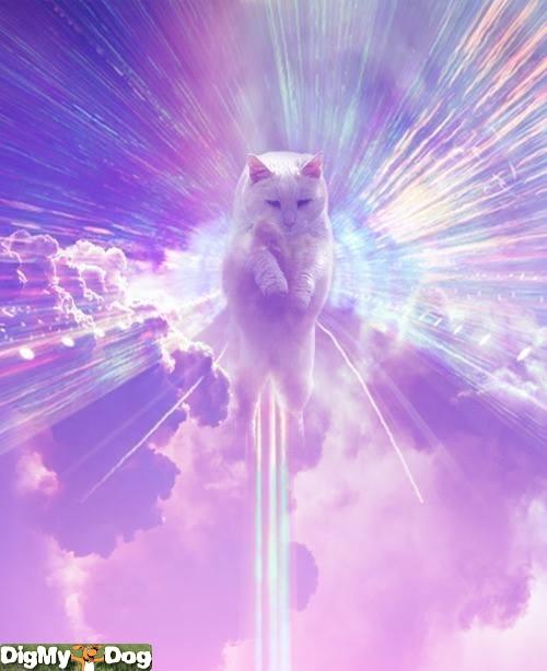 god cat Memes Imgflip