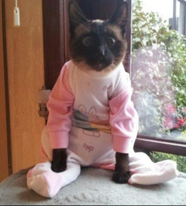 cats pajamas Blank Template Imgflip