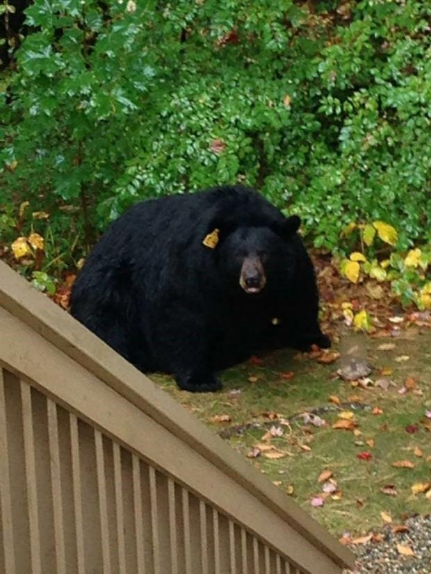 "bear" Meme Templates Imgflip