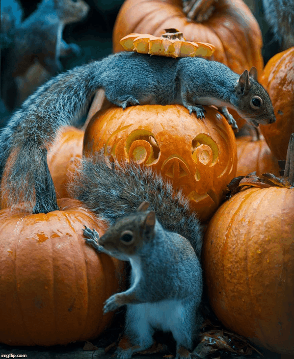 Squirrels Dressing for Halloween Imgflip