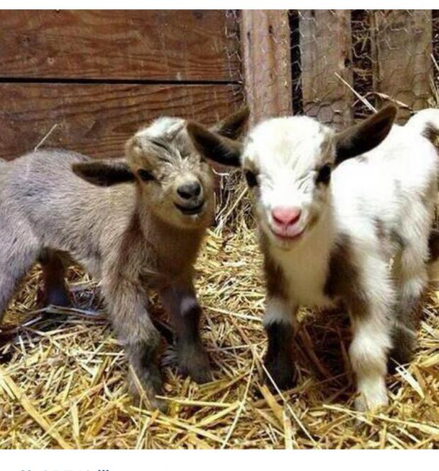 "goat" Meme Templates Imgflip