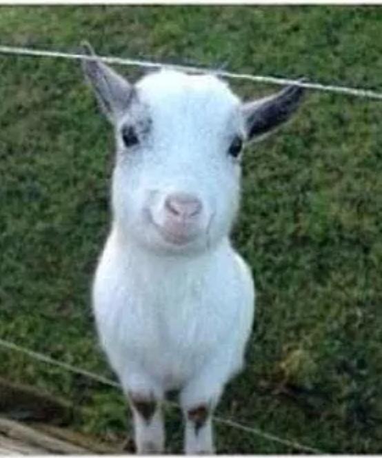 "goat" Meme Templates Imgflip