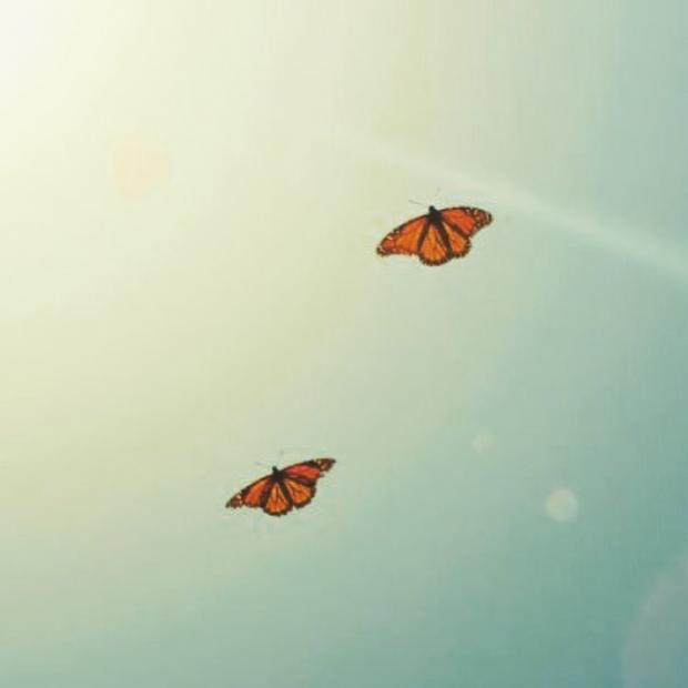 Butterflies Memes Imgflip