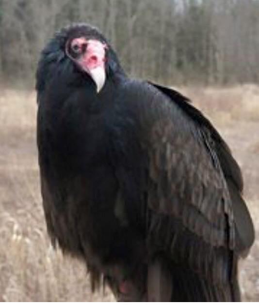 Buzzard Blank Template Imgflip