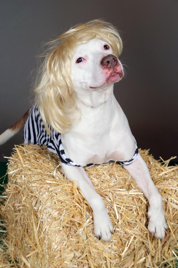 Blonde Wig Dog Blank Template Imgflip