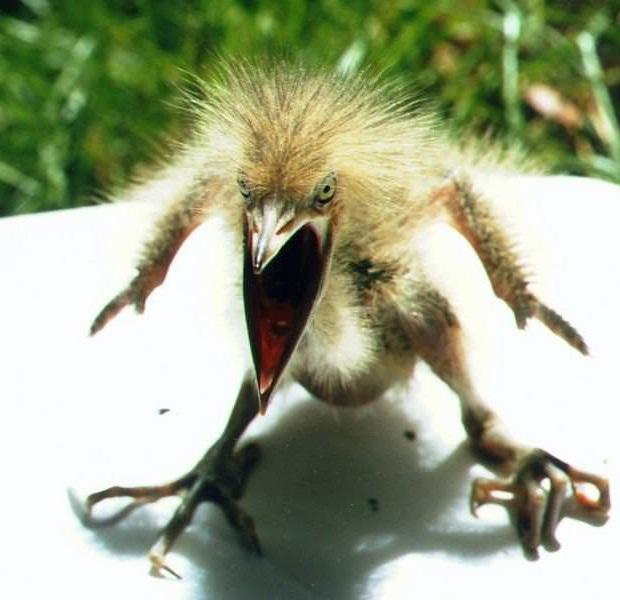 Scared bird Blank Template Imgflip